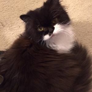 Meet your Posher, Tracy